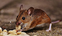 24 Hour & Emergency Exterminators in Grundy, VA